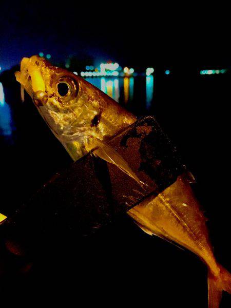 今日は暖かいので