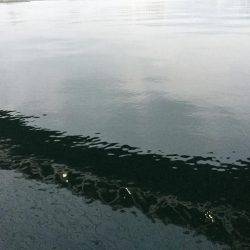 タチウオ今釣れるやつはデカイ