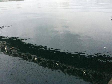 タチウオ今釣れるやつはデカイ