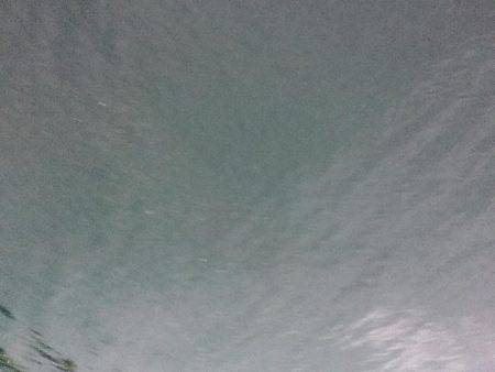 タチウオまだいける