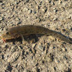 カレイ狙いのはずが・・・・?