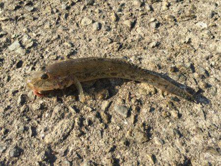 カレイ狙いのはずが・・・・?