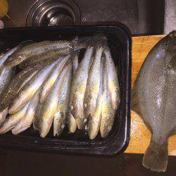 33年ぶりのカレイ！