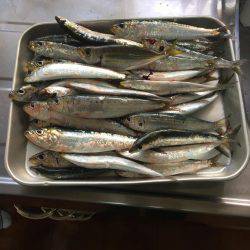 ゴンズイ祭りからのマイワシ爆釣!