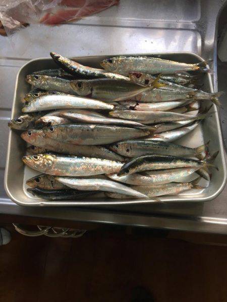 ゴンズイ祭りからのマイワシ爆釣!