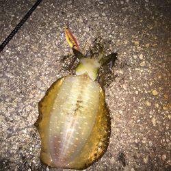 ご近所エギング