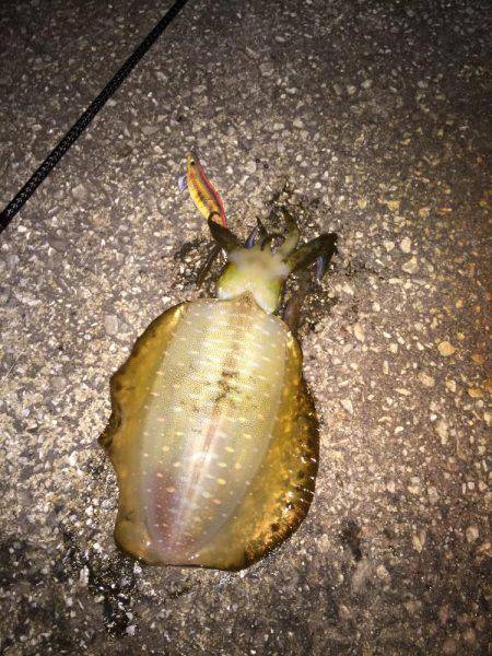 ご近所エギング