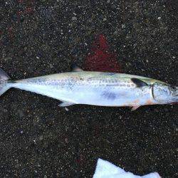 松村渡船さんにて