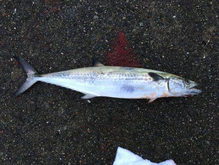 松村渡船さんにて