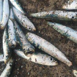 落ちてたサビキの針で