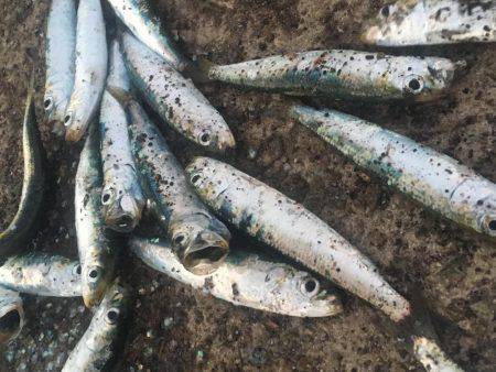 落ちてたサビキの針で