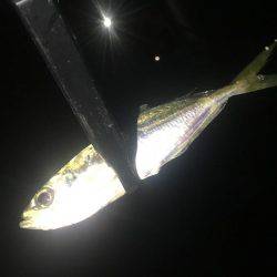 いつまで釣れ続けるの？