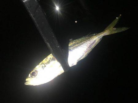 いつまで釣れ続けるの？