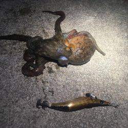 大きいサイズを求めて…