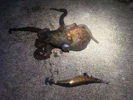 大きいサイズを求めて…