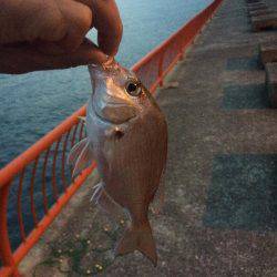 マダイを育てて帰りました