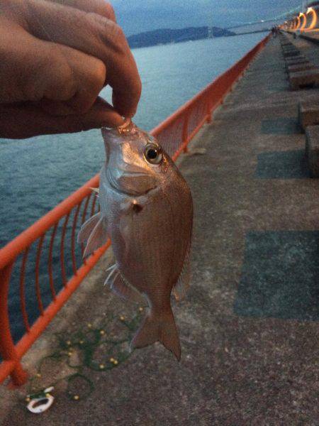 マダイを育てて帰りました