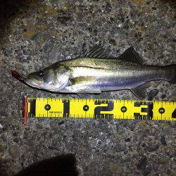 この時期はバイブレーション！