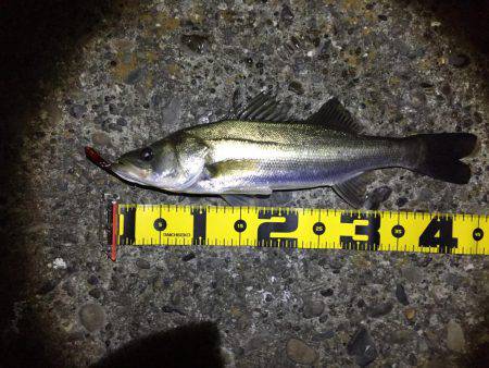 この時期はバイブレーション！