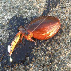 朝まづめコウイカ釣行③