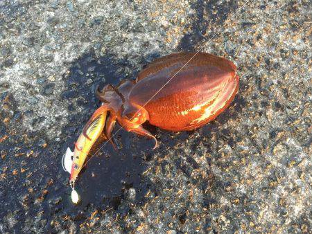 朝まづめコウイカ釣行③