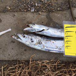 ガンガンしゃくりでガッチリ!