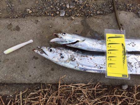 ガンガンしゃくりでガッチリ！