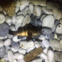 サーフアジング！