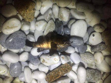 サーフアジング！