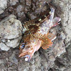 根魚ライトゲーム