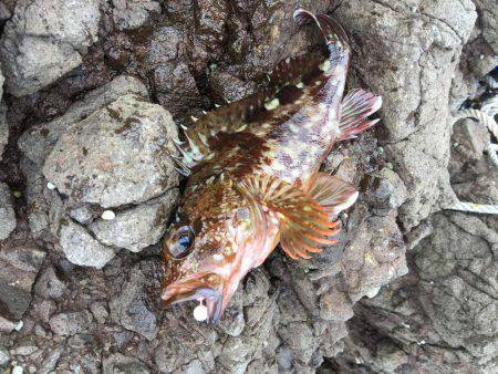 根魚ライトゲーム