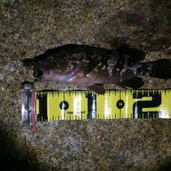 久々のロックフィッシュ