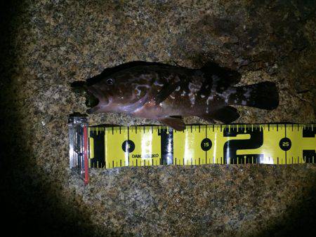 久々のロックフィッシュ