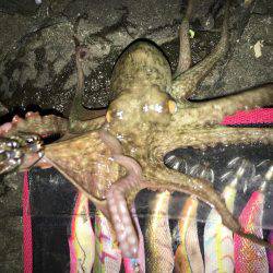 夕マズメ釣行！