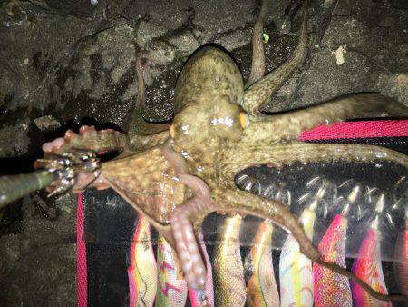 夕マズメ釣行！