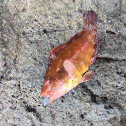 磯でジグヘッド