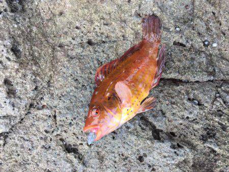 磯でジグヘッド