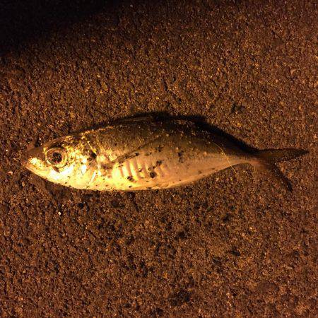 タチウオとアジング