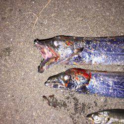 ワインド難しい?