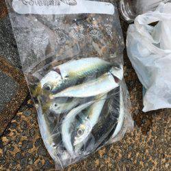 アジング調査 #2