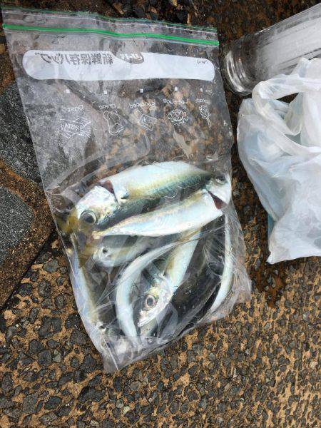 アジング調査 #2