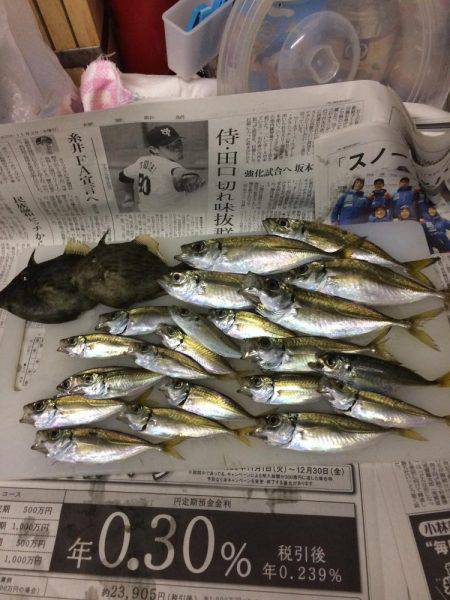 カワハギ釣りに行ったのにアジ、