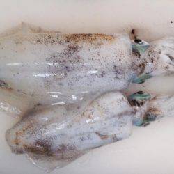 まだまだエギング!!