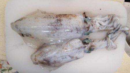 まだまだエギング!!