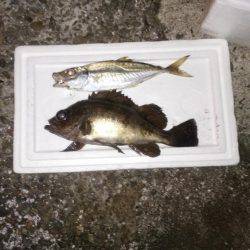 アジングのちサゴシ