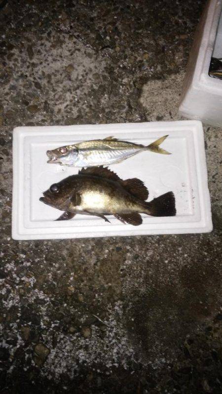 アジングのちサゴシ