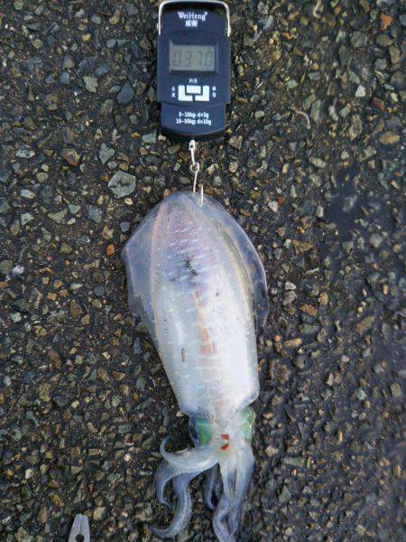 アジ〜ヤエン〜ノマセ