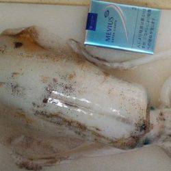 大きくなったイカさんは?!