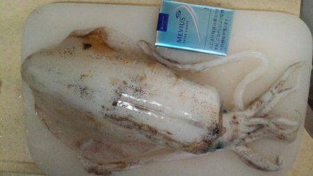 大きくなったイカさんは？！