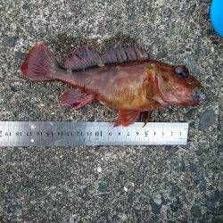 ロックフイッシュを狙う!